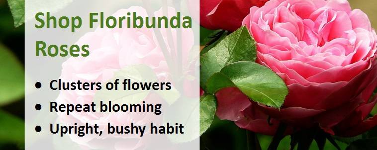 Shop for floribunda roses banner 3